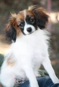 Golden Midnight Amazone Rebelle