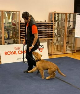Yvonne mit Tabby beim Showtraining.